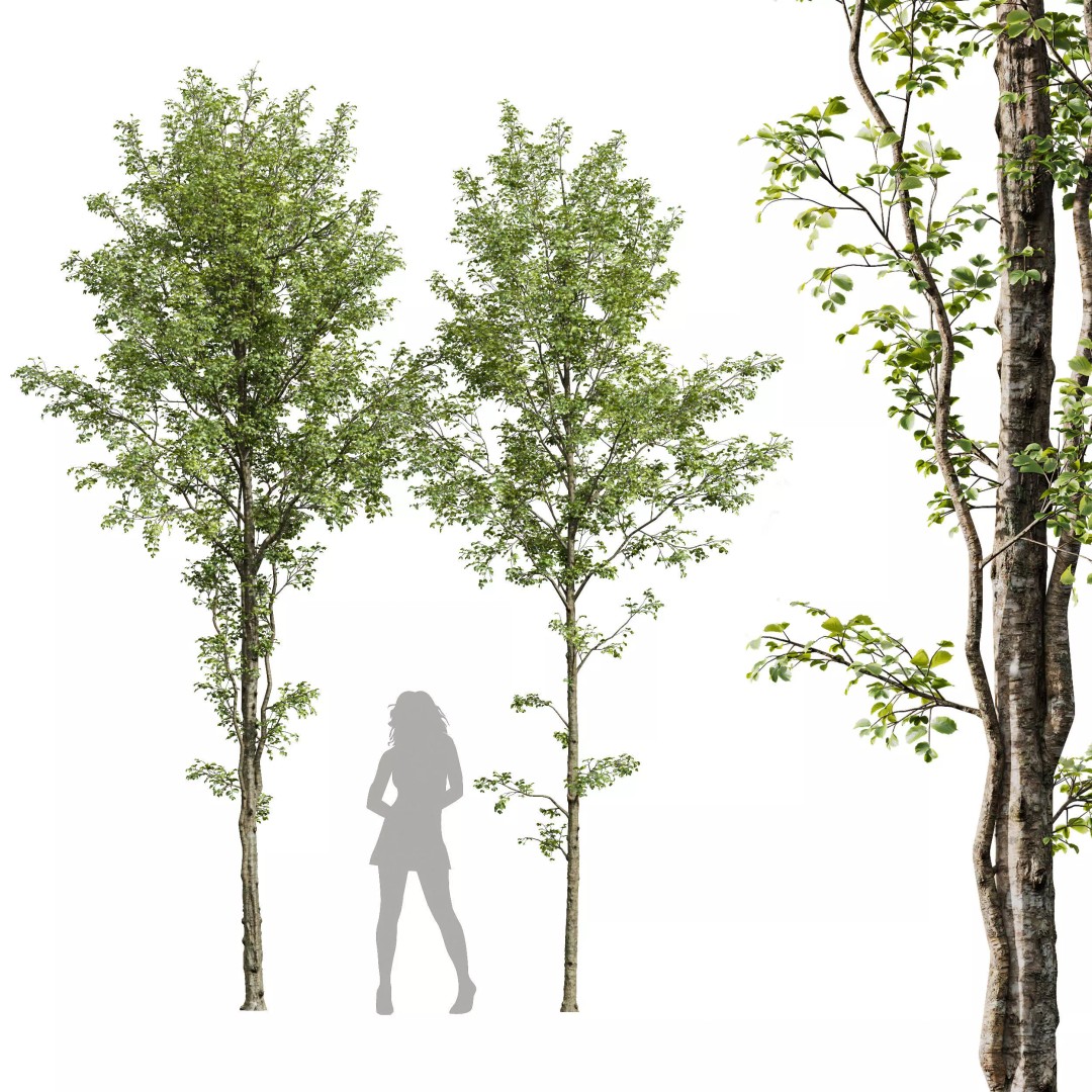 Alnus Glutinosa 3D Model – High Poly Tree Asset with PBR Textures - View 2