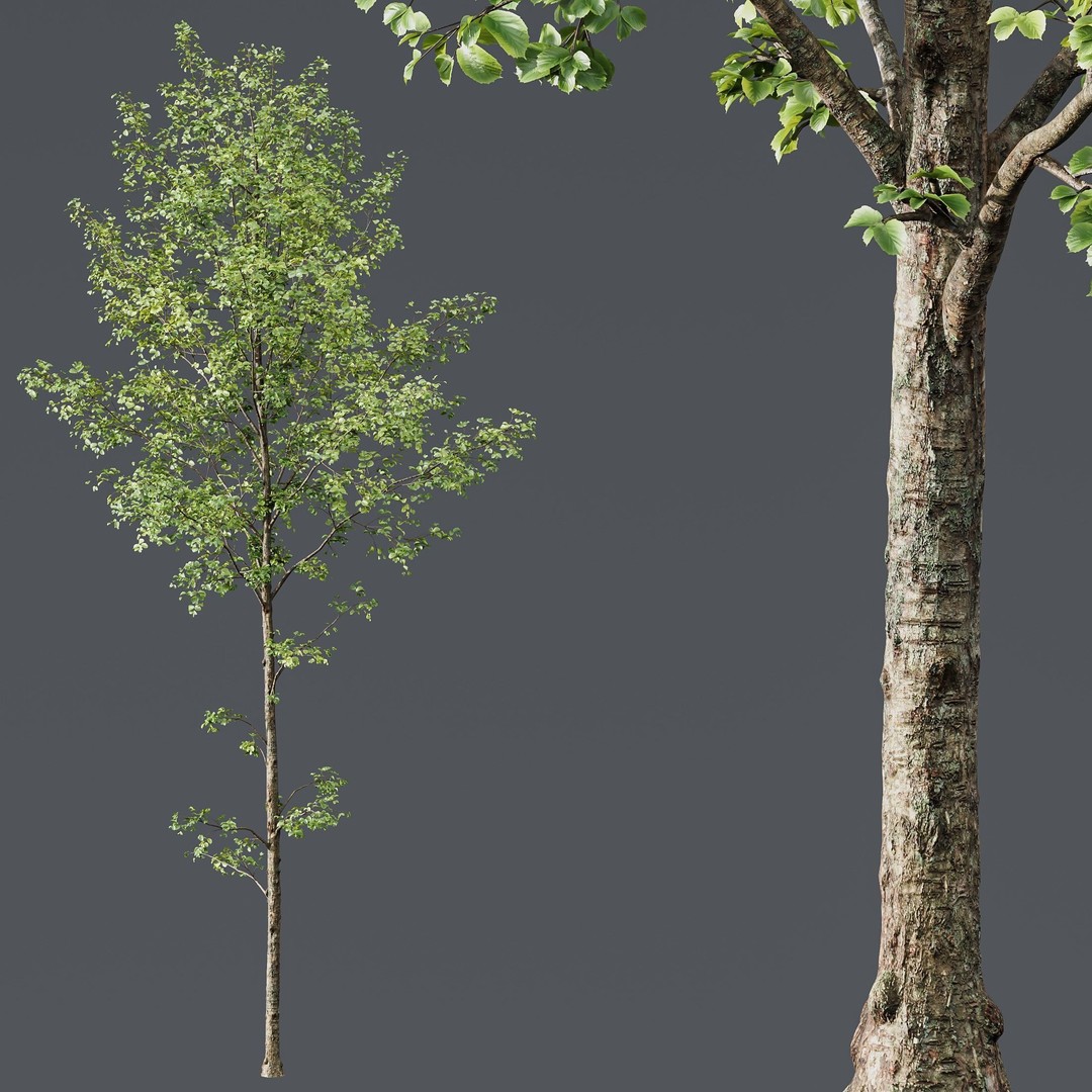 Alnus Glutinosa 3D Model – High Poly Tree Asset with PBR Textures - View 4