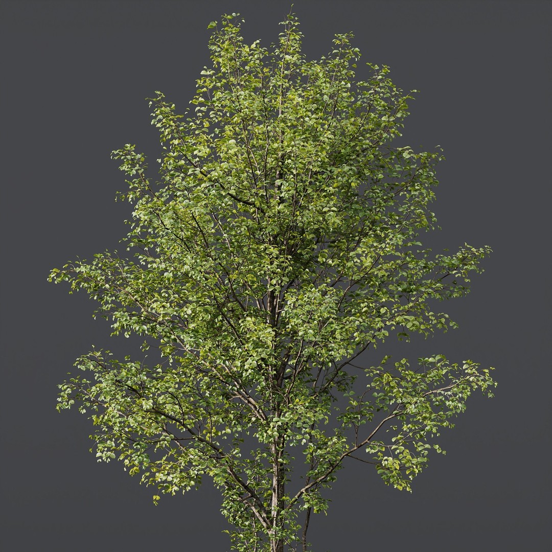Alnus Glutinosa 3D Model – High Poly Tree Asset with PBR Textures - View 5