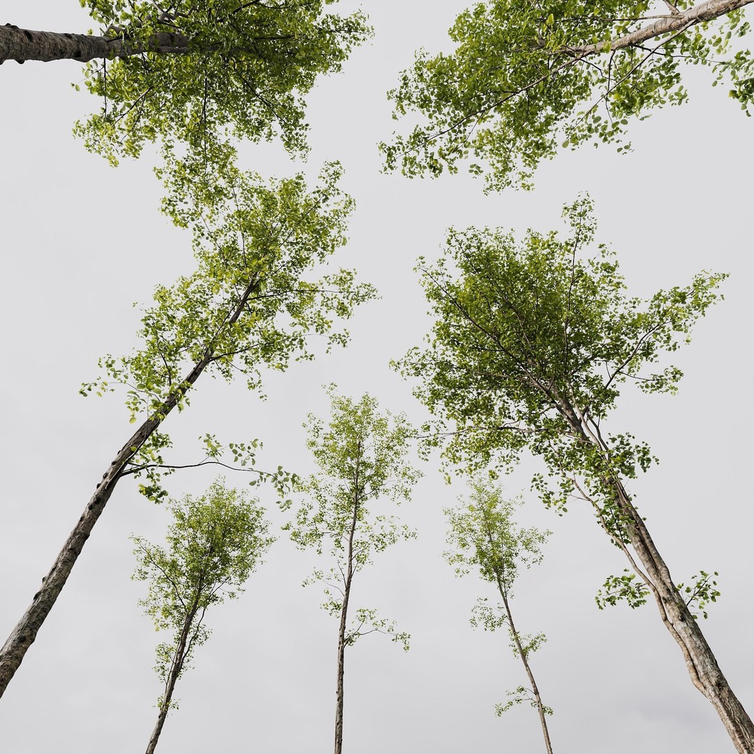 Alnus Glutinosa 3D Model – High Poly Tree Asset with PBR Textures - View 6