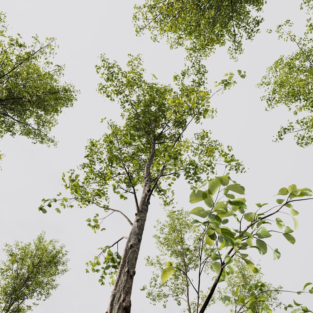 Alnus Glutinosa 3D Model – High Poly Tree Asset with PBR Textures - View 7