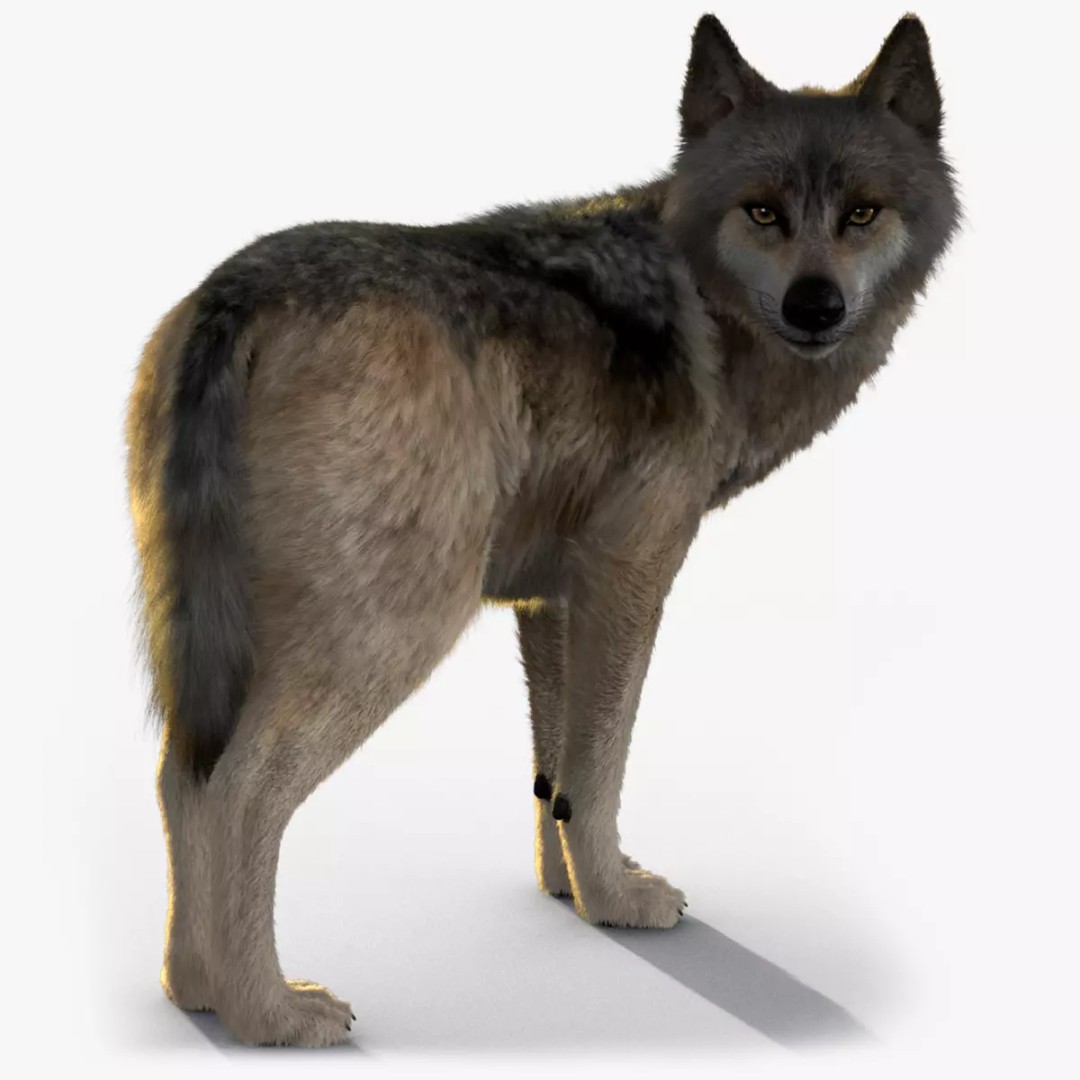 Wolf Xgen 3D Model – High Poly Rigged Animal with PBR Textures - View 2