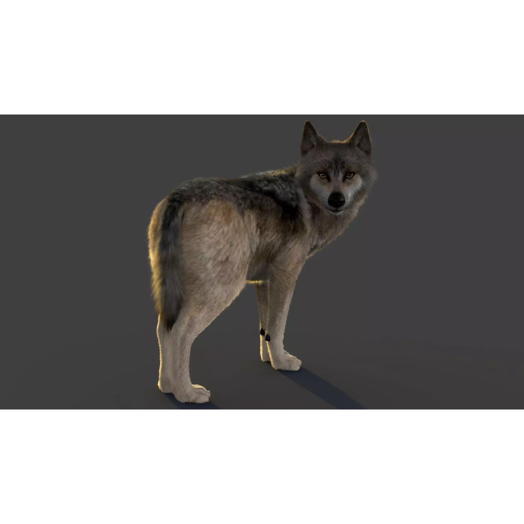 Wolf Xgen 3D Model – High Poly Rigged Animal with PBR Textures - View 3