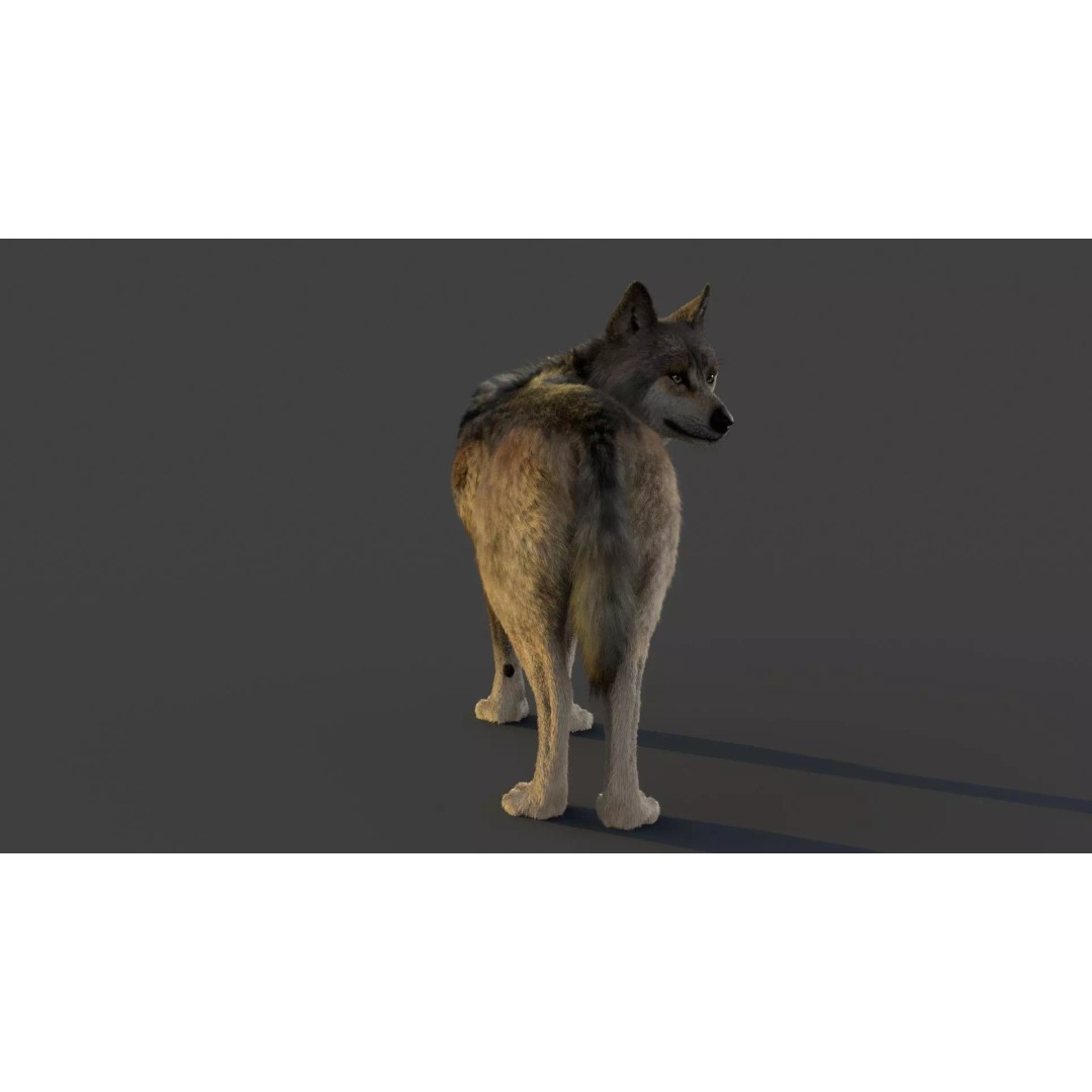 Wolf Xgen 3D Model – High Poly Rigged Animal with PBR Textures - View 4