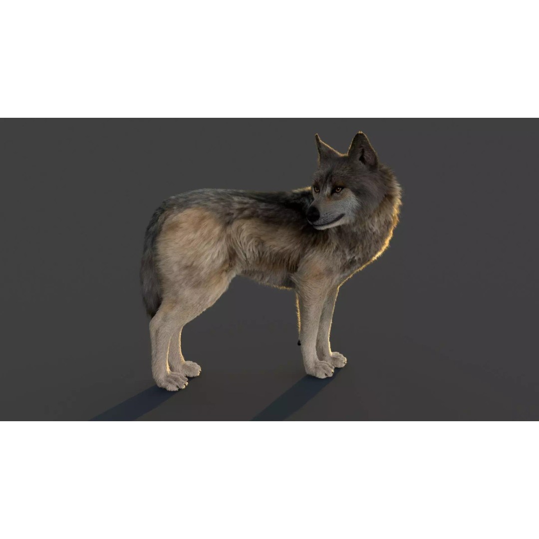 Wolf Xgen 3D Model – High Poly Rigged Animal with PBR Textures - View 5