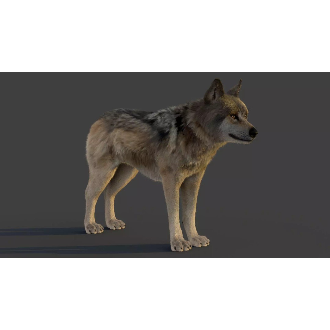 Wolf Xgen 3D Model – High Poly Rigged Animal with PBR Textures - View 6