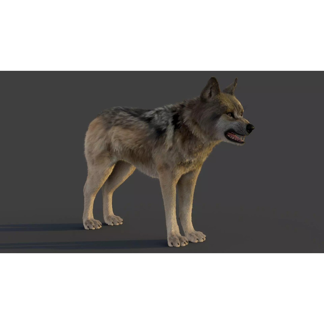 Wolf Xgen 3D Model – High Poly Rigged Animal with PBR Textures - View 7