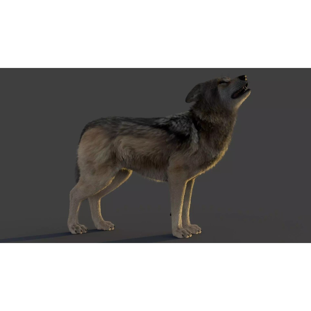Wolf Xgen 3D Model – High Poly Rigged Animal with PBR Textures - View 8