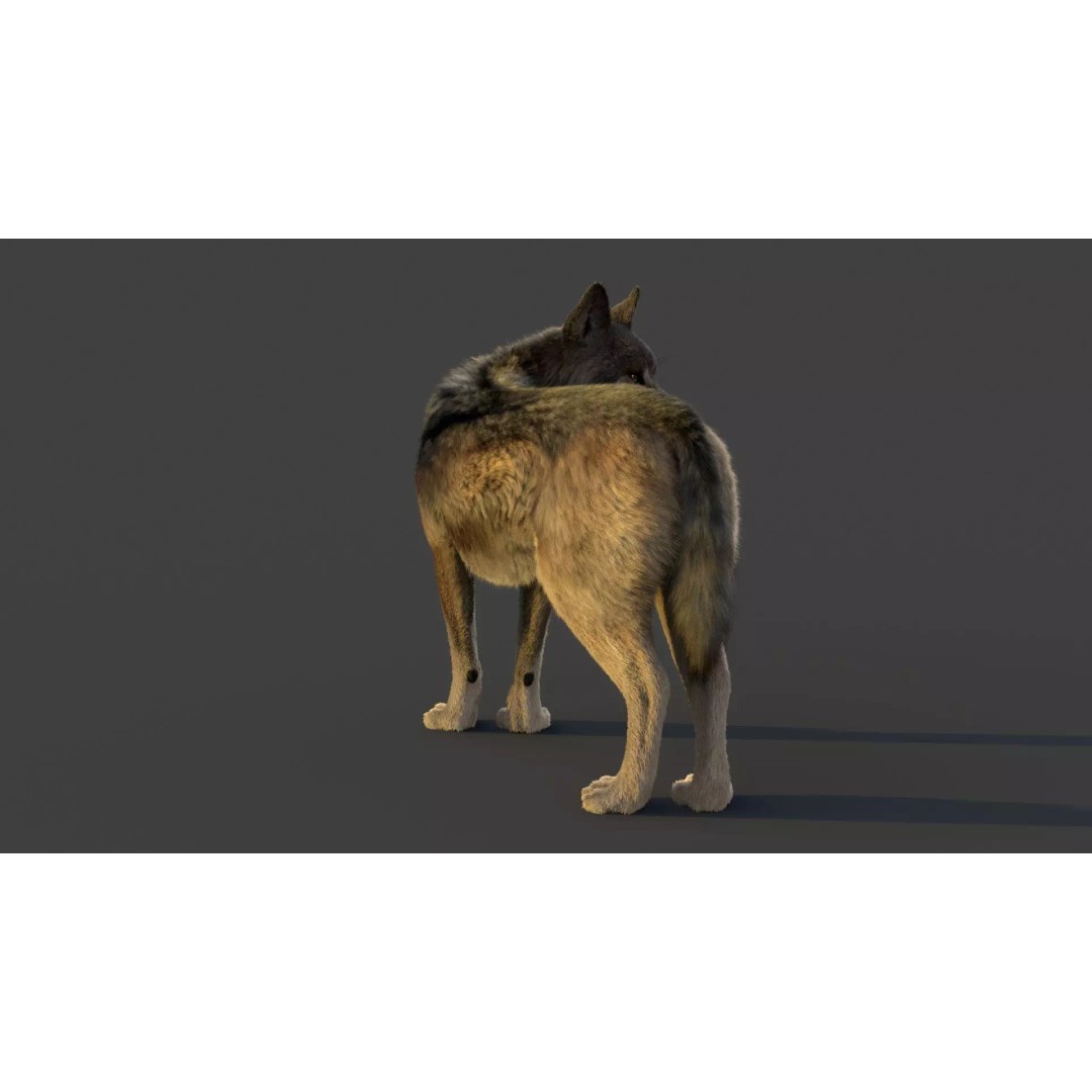 Wolf Xgen 3D Model – High Poly Rigged Animal with PBR Textures - View 9