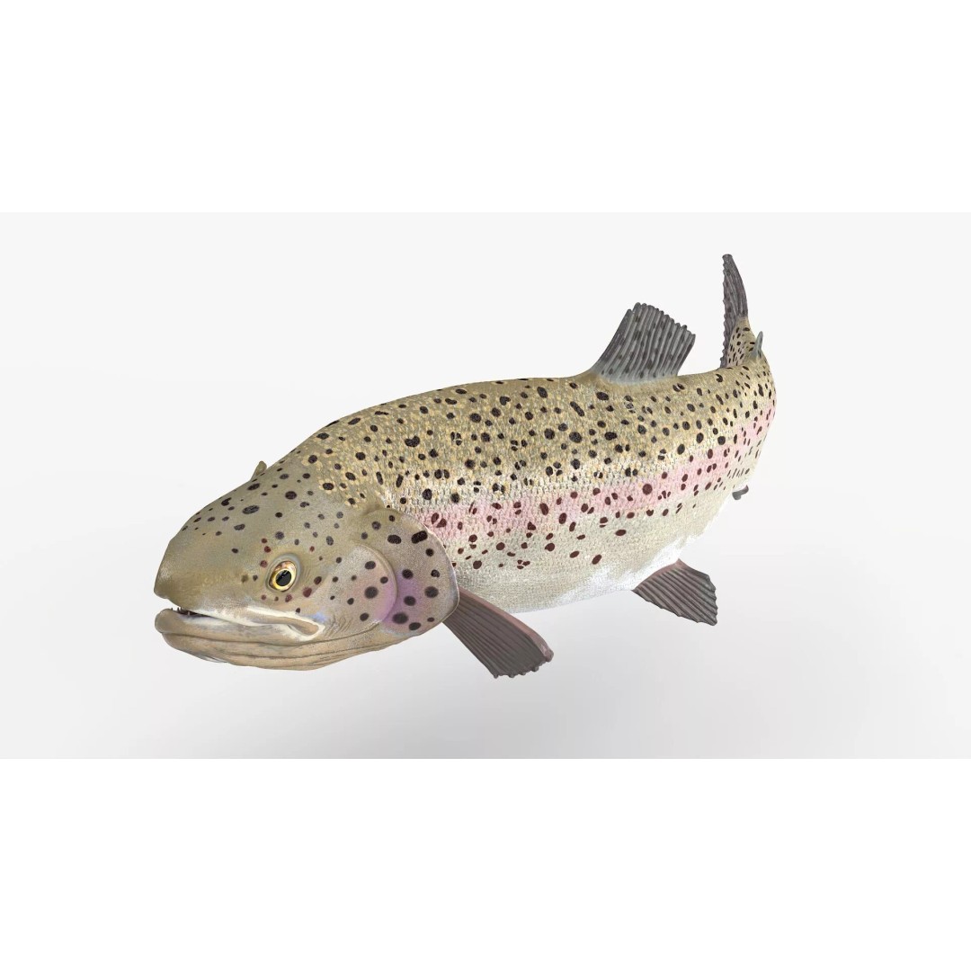 Silvery Rainbow Trout 3D Model – Rigged PBR Asset for Animation - View 2