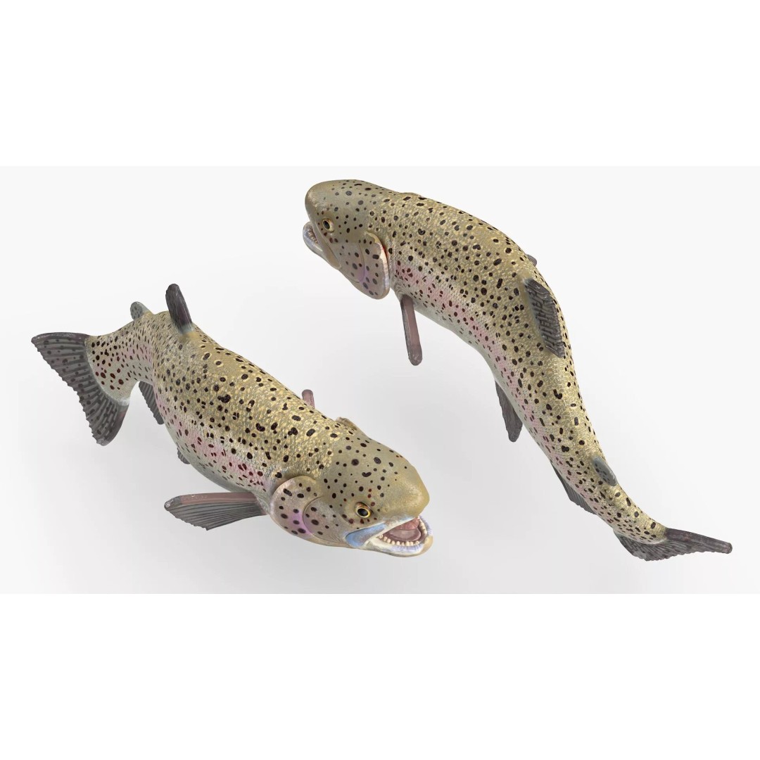 Silvery Rainbow Trout 3D Model – Rigged PBR Asset for Animation - View 3