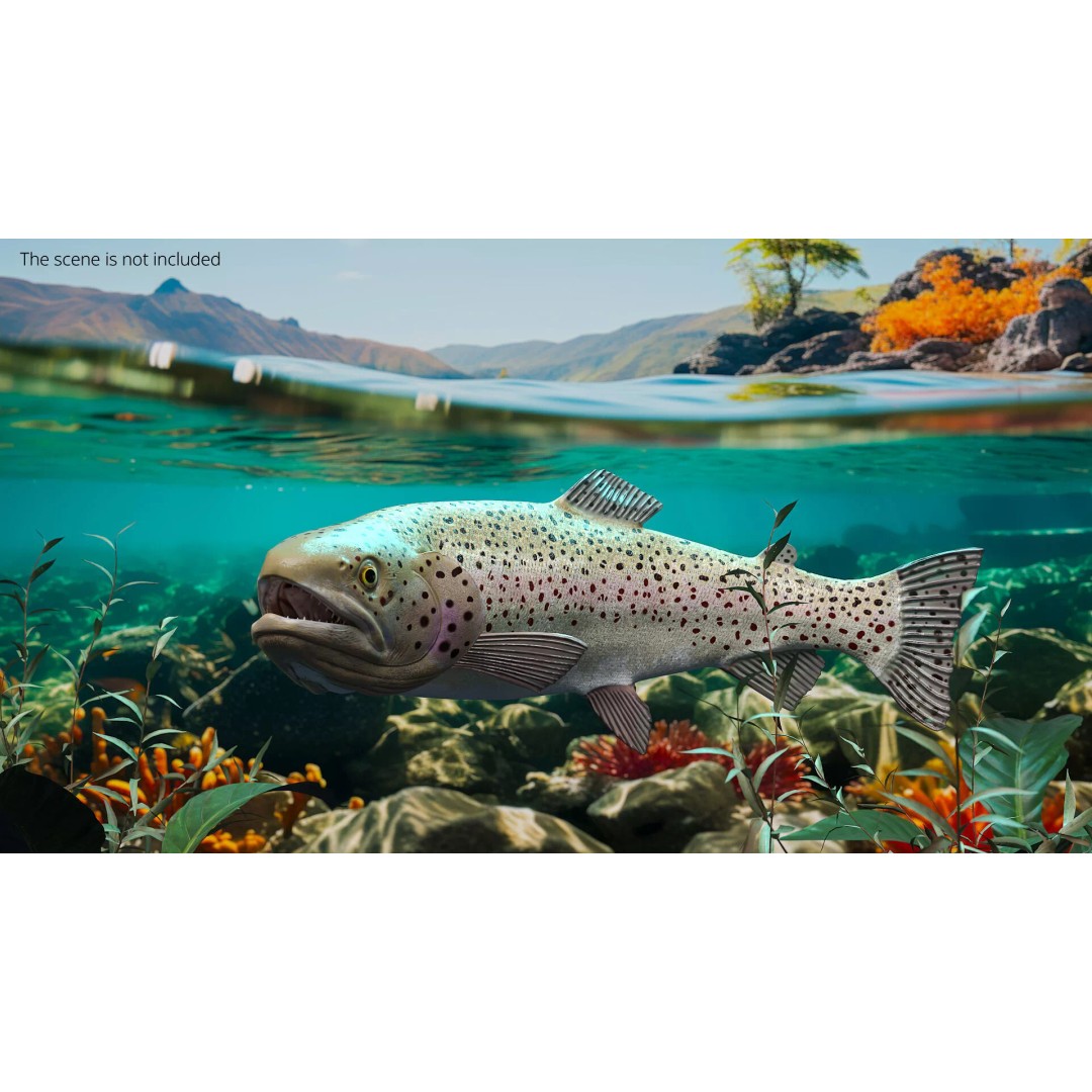 Silvery Rainbow Trout 3D Model – Rigged PBR Asset for Animation - View 4