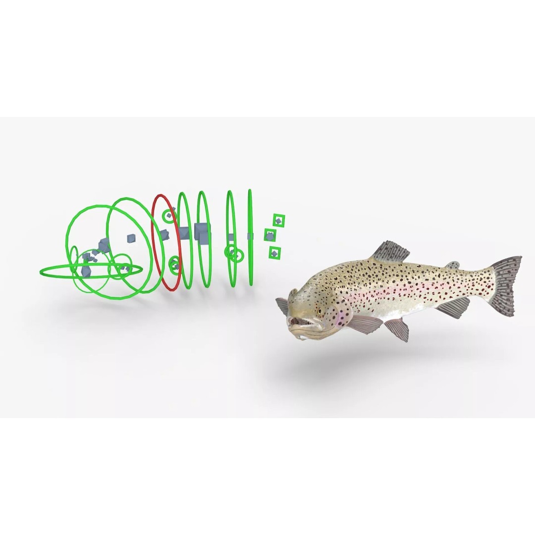 Silvery Rainbow Trout 3D Model – Rigged PBR Asset for Animation - View 5