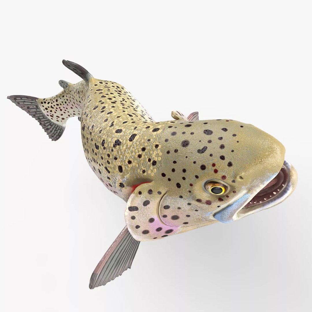 Silvery Rainbow Trout 3D Model – Rigged PBR Asset for Animation - View 6