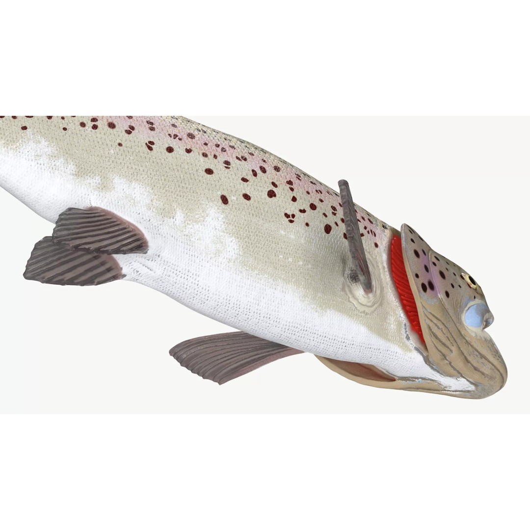 Silvery Rainbow Trout 3D Model – Rigged PBR Asset for Animation - View 7