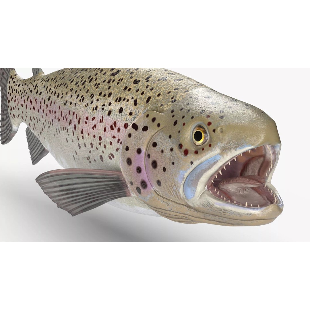 Silvery Rainbow Trout 3D Model – Rigged PBR Asset for Animation - View 8
