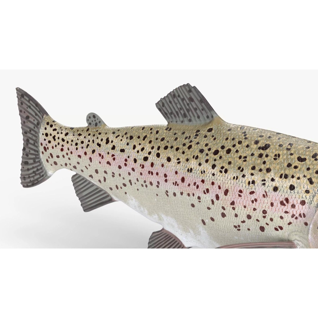 Silvery Rainbow Trout 3D Model – Rigged PBR Asset for Animation - View 9