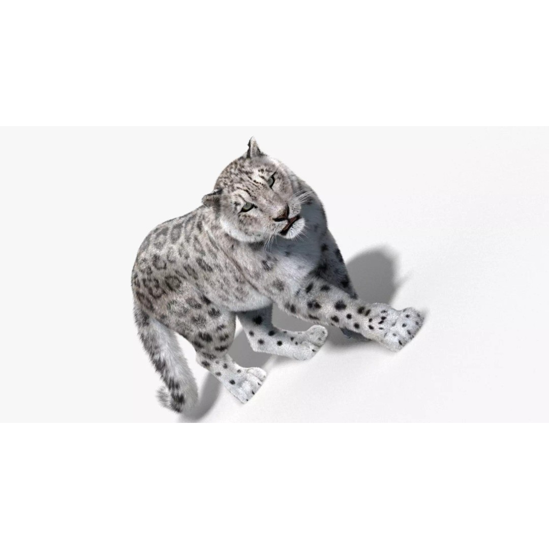 Animated Snow Leopard 3D Model – Low Poly Rigged Asset with PBR Textures - View 10