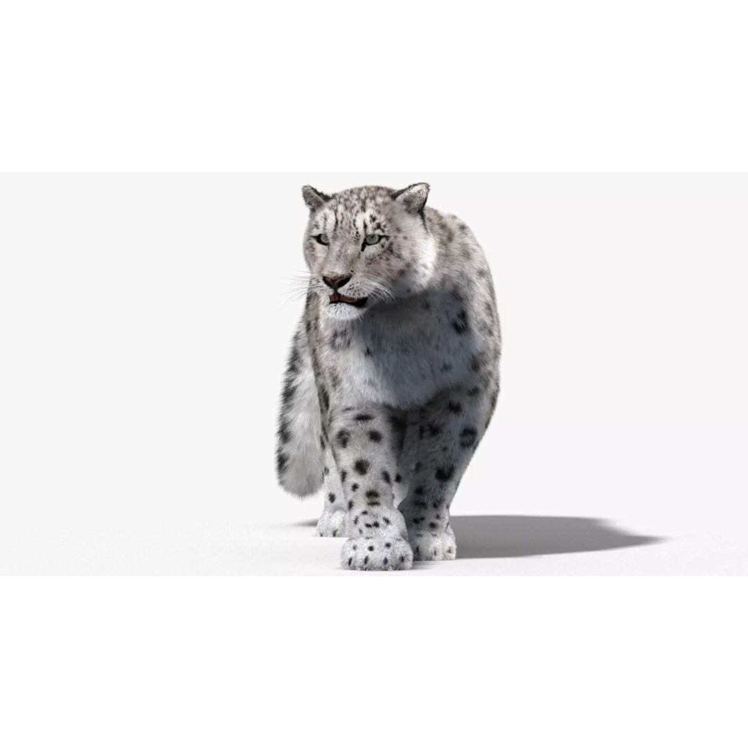 Animated Snow Leopard 3D Model – Low Poly Rigged Asset with PBR Textures - View 11
