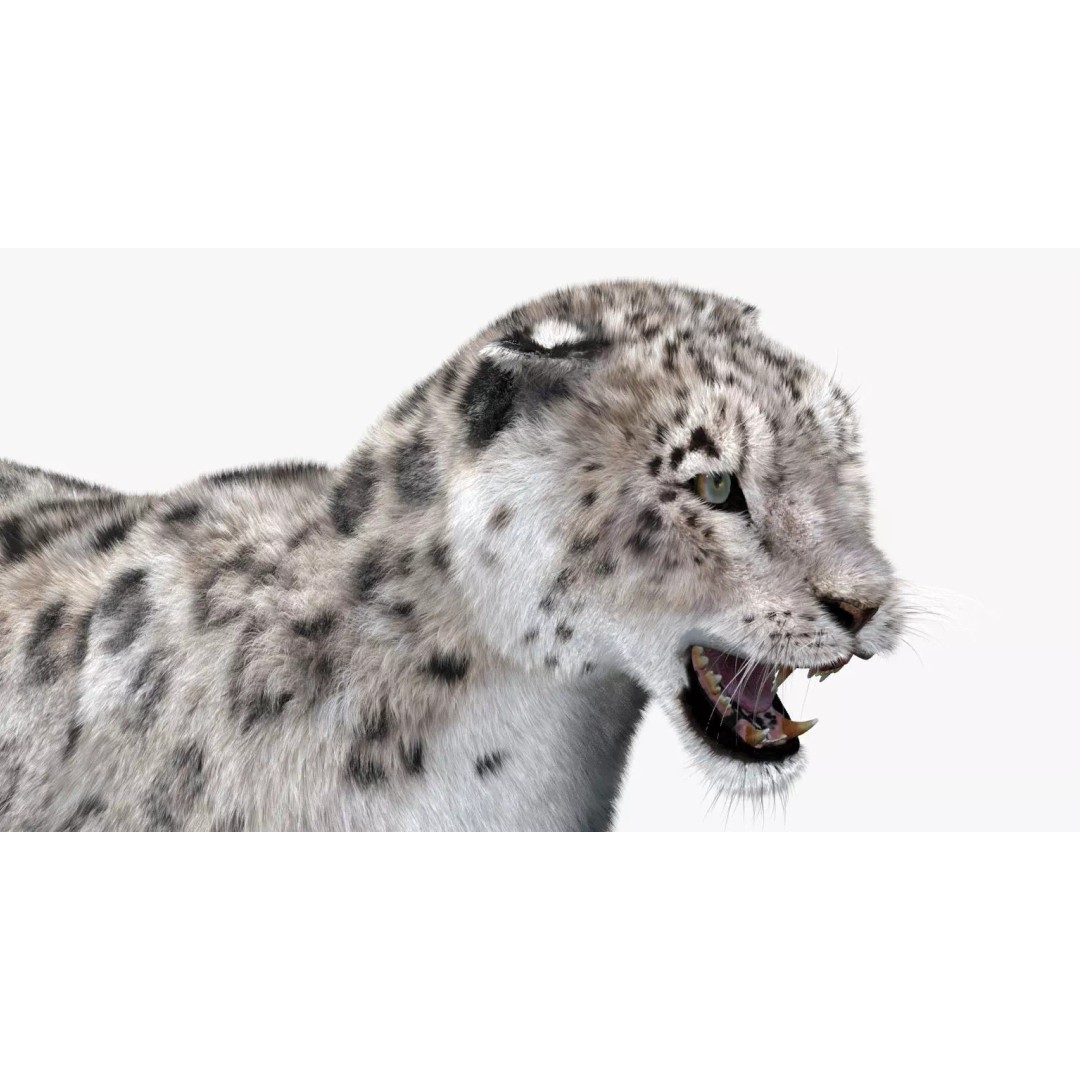 Animated Snow Leopard 3D Model – Low Poly Rigged Asset with PBR Textures - View 13