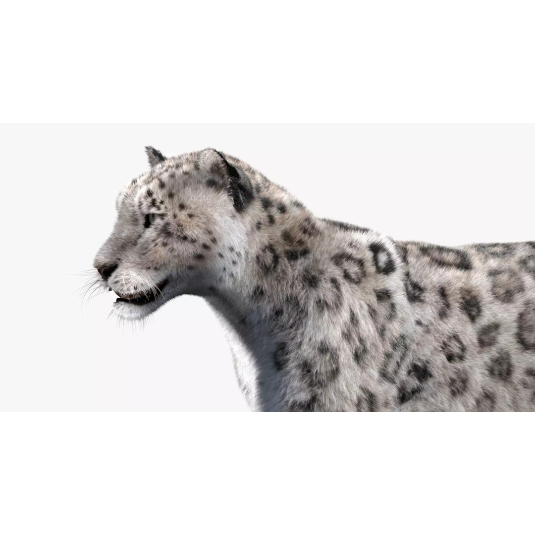 Animated Snow Leopard 3D Model – Low Poly Rigged Asset with PBR Textures - View 14