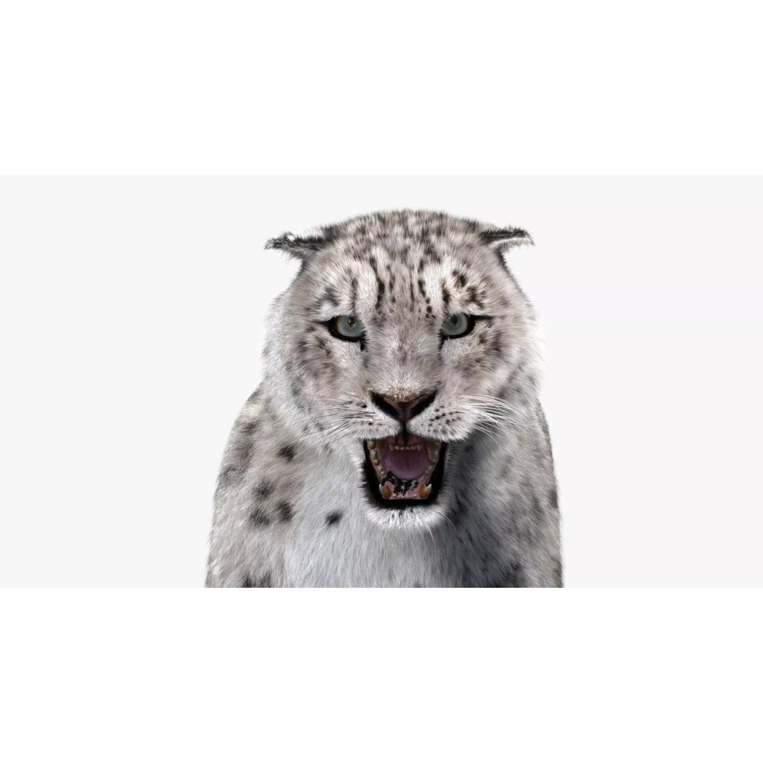 Animated Snow Leopard 3D Model – Low Poly Rigged Asset with PBR Textures - View 15