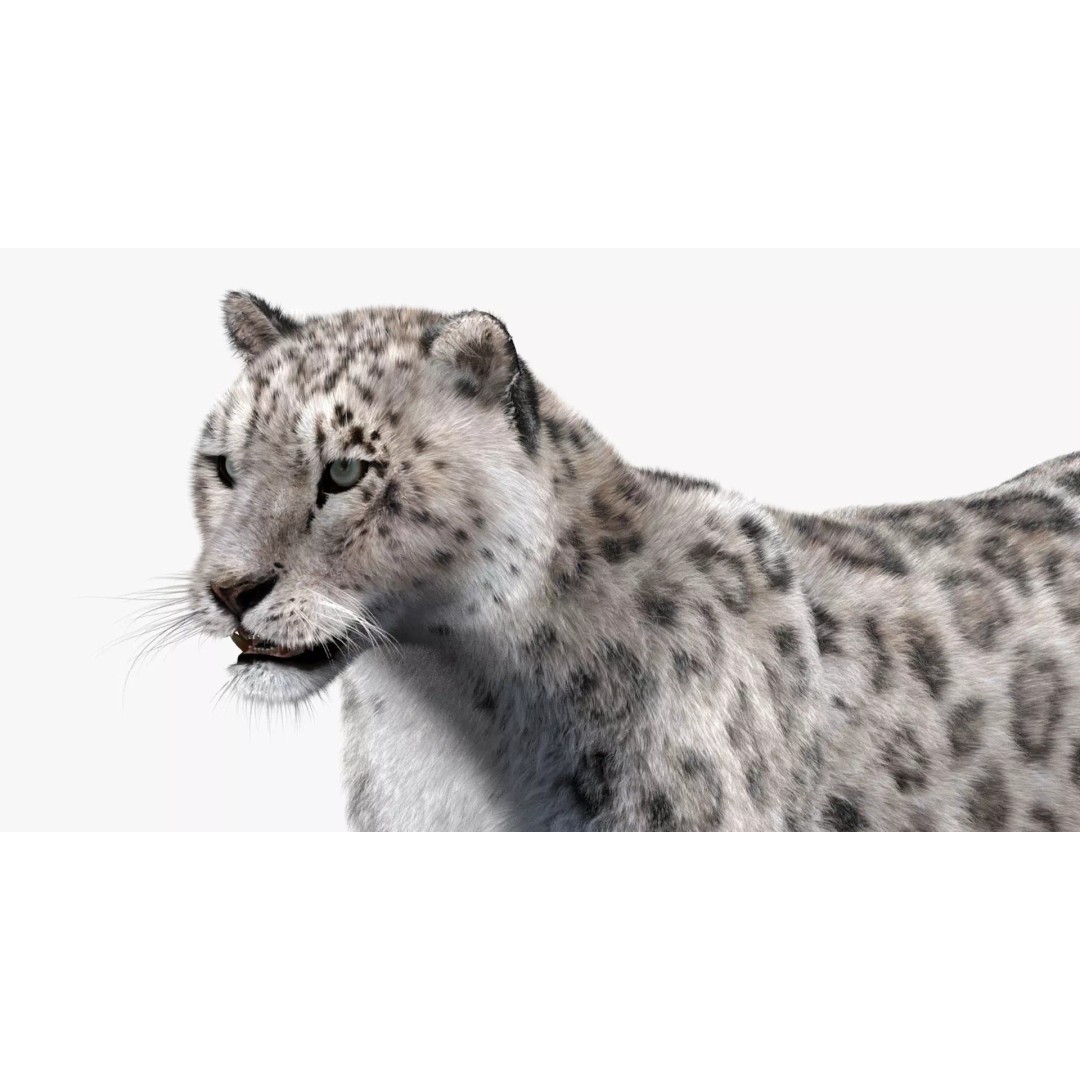 Animated Snow Leopard 3D Model – Low Poly Rigged Asset with PBR Textures - View 16