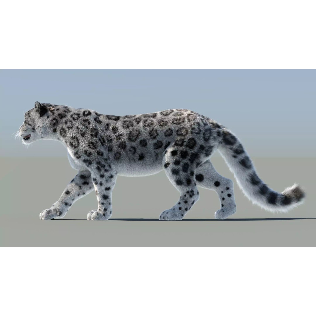 Animated Snow Leopard 3D Model – Low Poly Rigged Asset with PBR Textures - View 5