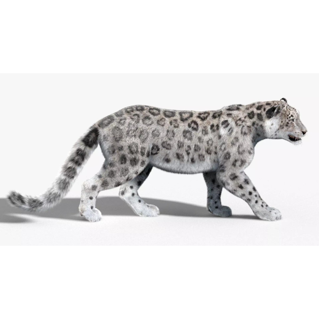 Animated Snow Leopard 3D Model – Low Poly Rigged Asset with PBR Textures - View 6