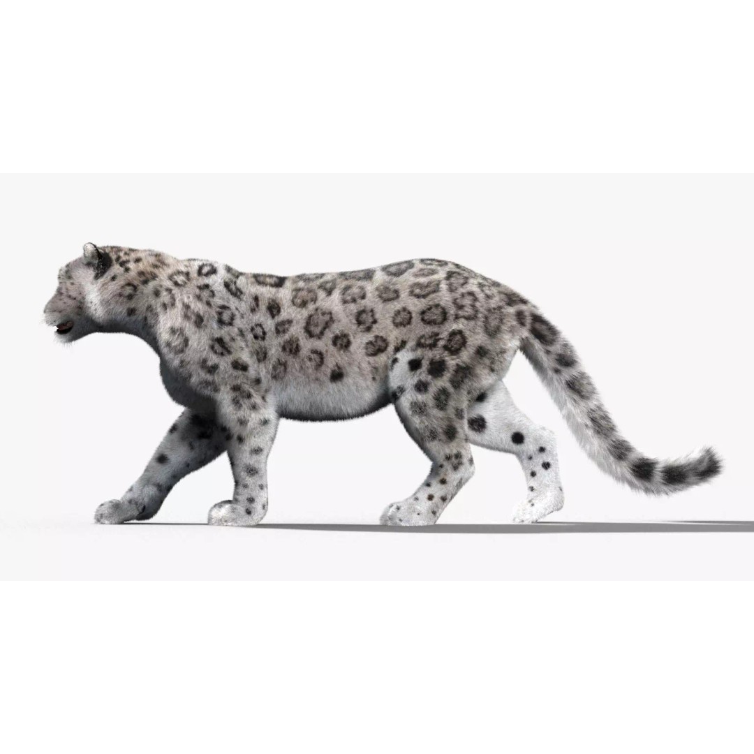 Animated Snow Leopard 3D Model – Low Poly Rigged Asset with PBR Textures - View 7