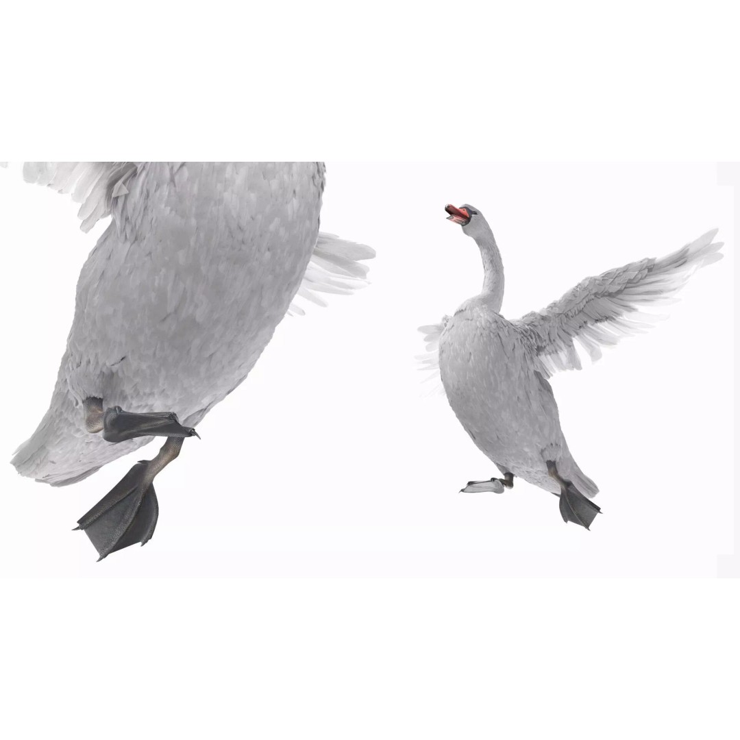 White Swan 3D Model – Animated Rigged Blender Asset for Nature Scenes - View 10