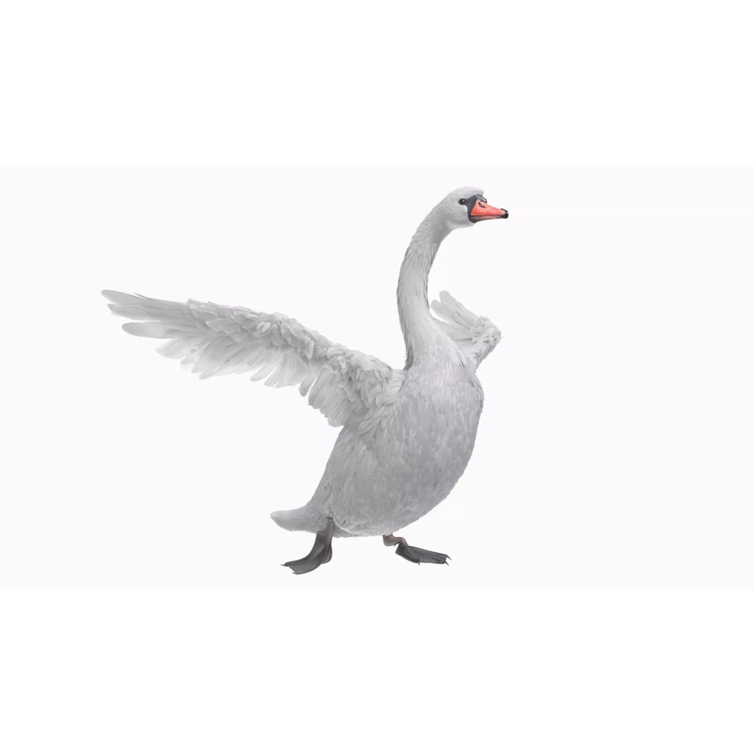 White Swan 3D Model – Animated Rigged Blender Asset for Nature Scenes - View 2