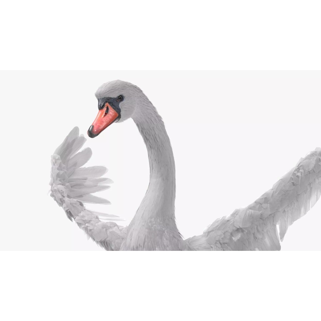 White Swan 3D Model – Animated Rigged Blender Asset for Nature Scenes - View 3