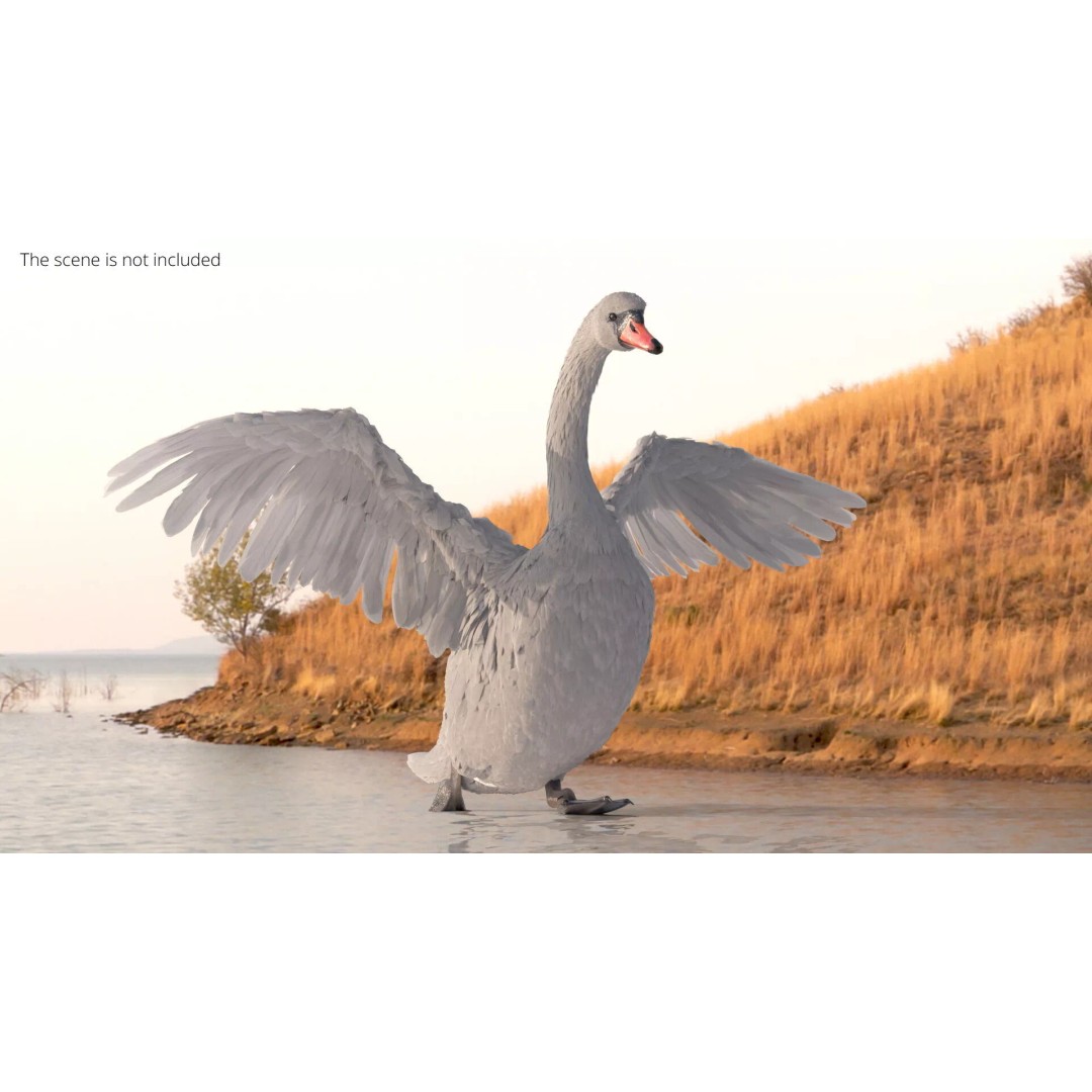 White Swan 3D Model – Animated Rigged Blender Asset for Nature Scenes - View 4