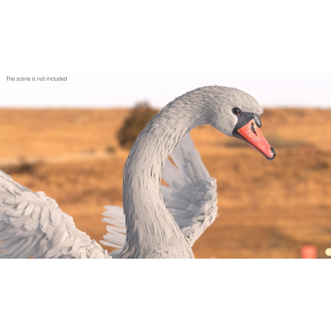White Swan 3D Model – Animated Rigged Blender Asset for Nature Scenes - View 5