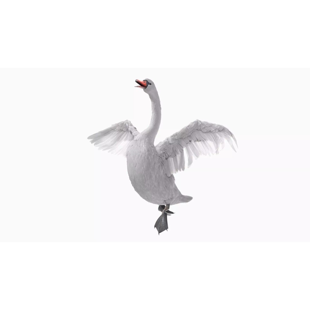 White Swan 3D Model – Animated Rigged Blender Asset for Nature Scenes - View 8