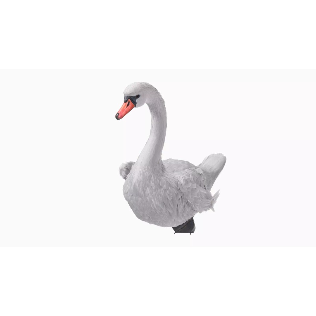 White Swan 3D Model – Animated Rigged Blender Asset for Nature Scenes - View 9