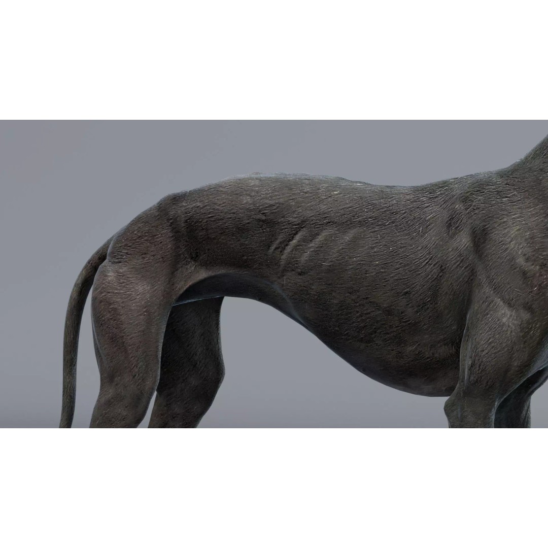 Spanish Greyhound 3D Model – Highly Detailed Realistic Pet, FBX - View 10