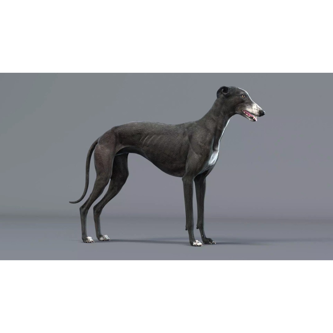 Spanish Greyhound 3D Model – Highly Detailed Realistic Pet, FBX - View 11