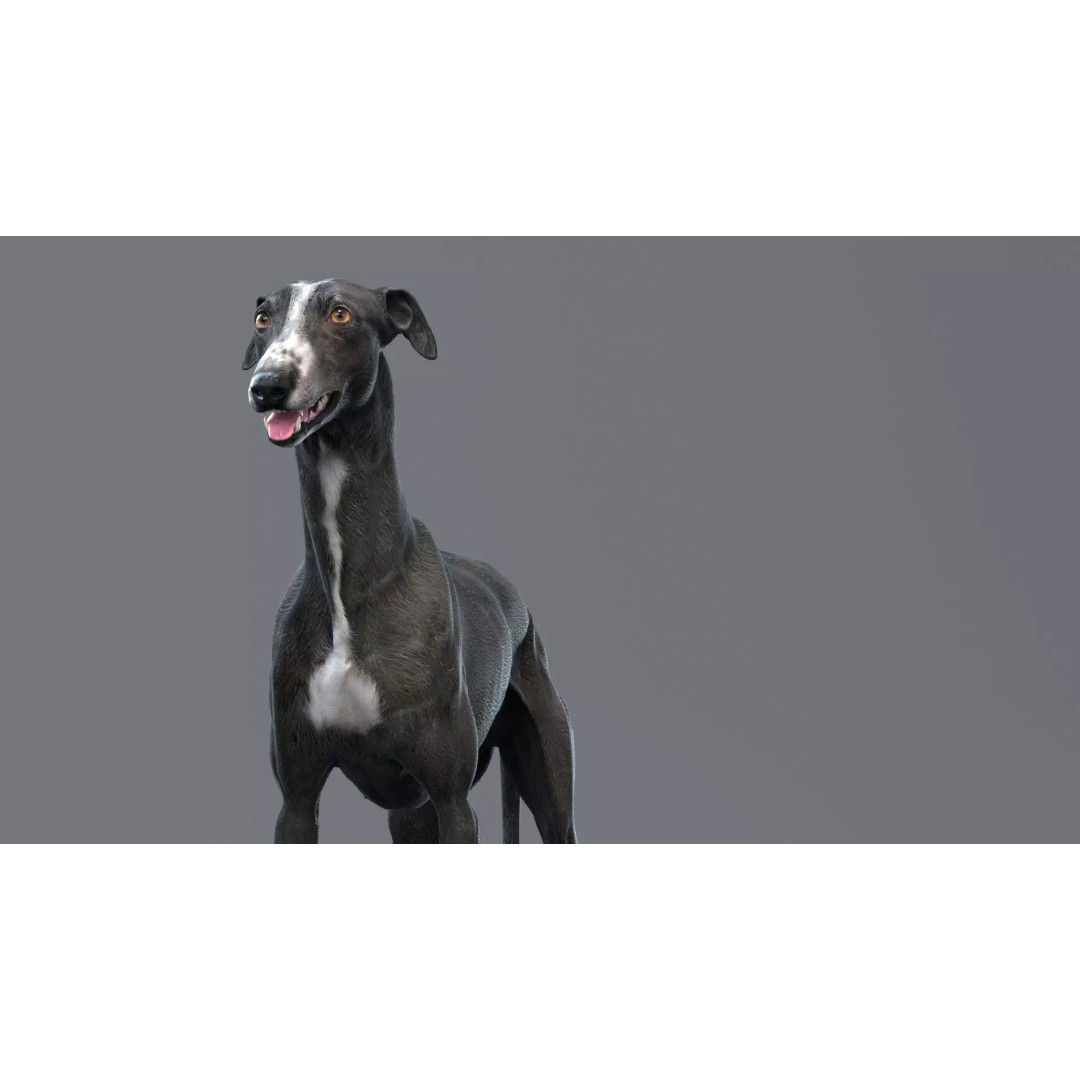 Spanish Greyhound 3D Model – Highly Detailed Realistic Pet, FBX - View 12