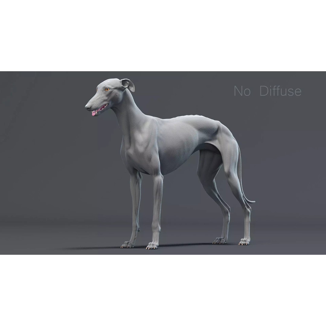 Spanish Greyhound 3D Model – Highly Detailed Realistic Pet, FBX - View 13