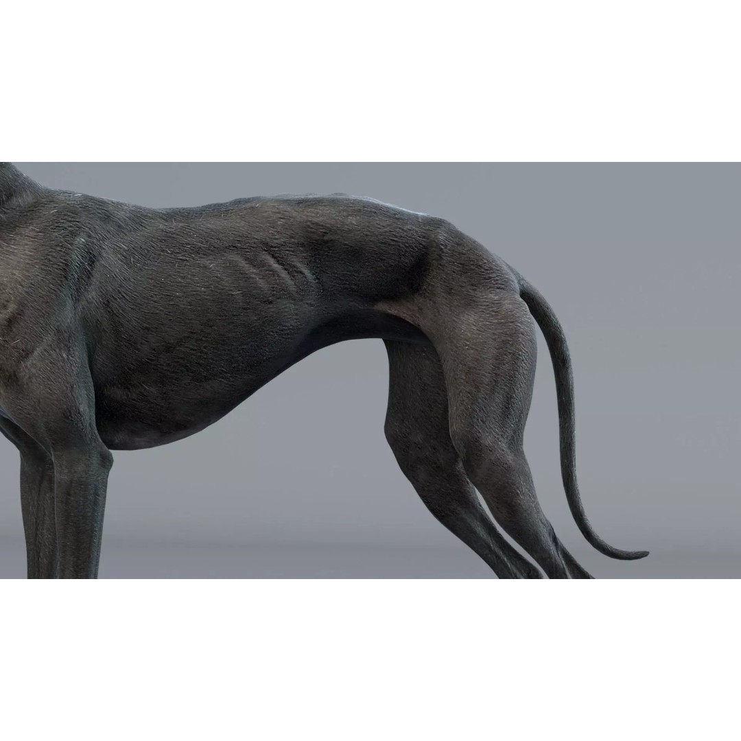 Spanish Greyhound 3D Model – Highly Detailed Realistic Pet, FBX - View 14
