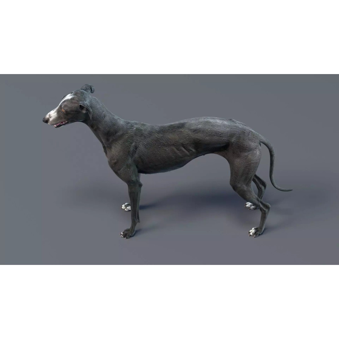 Spanish Greyhound 3D Model – Highly Detailed Realistic Pet, FBX - View 15