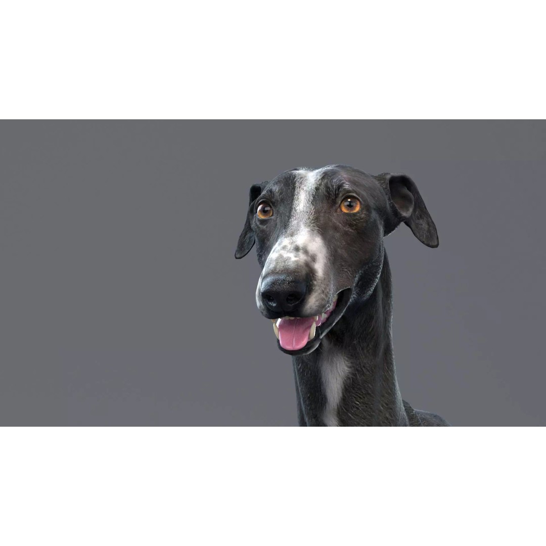 Spanish Greyhound 3D Model – Highly Detailed Realistic Pet, FBX - View 16
