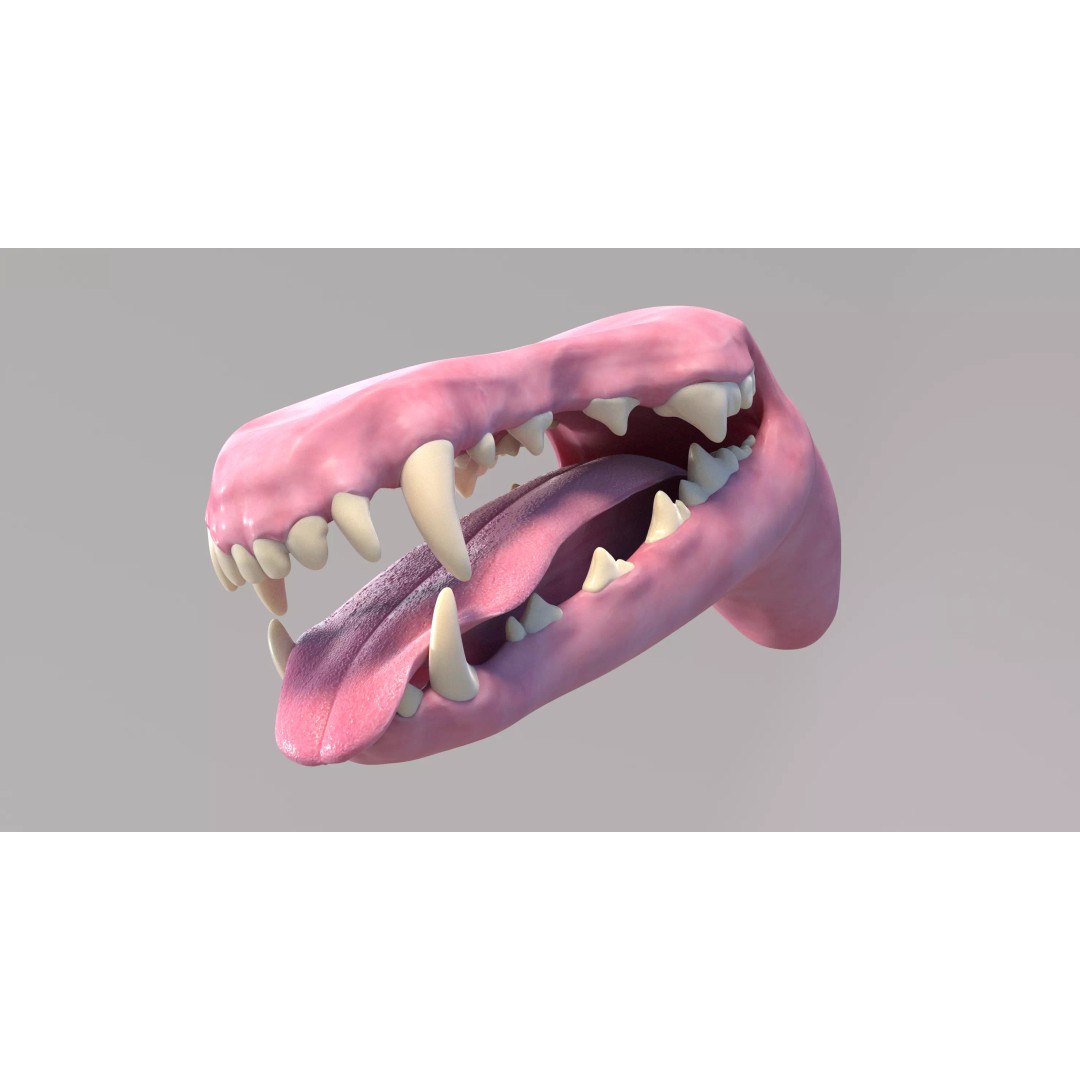Spanish Greyhound 3D Model – Highly Detailed Realistic Pet, FBX - View 17