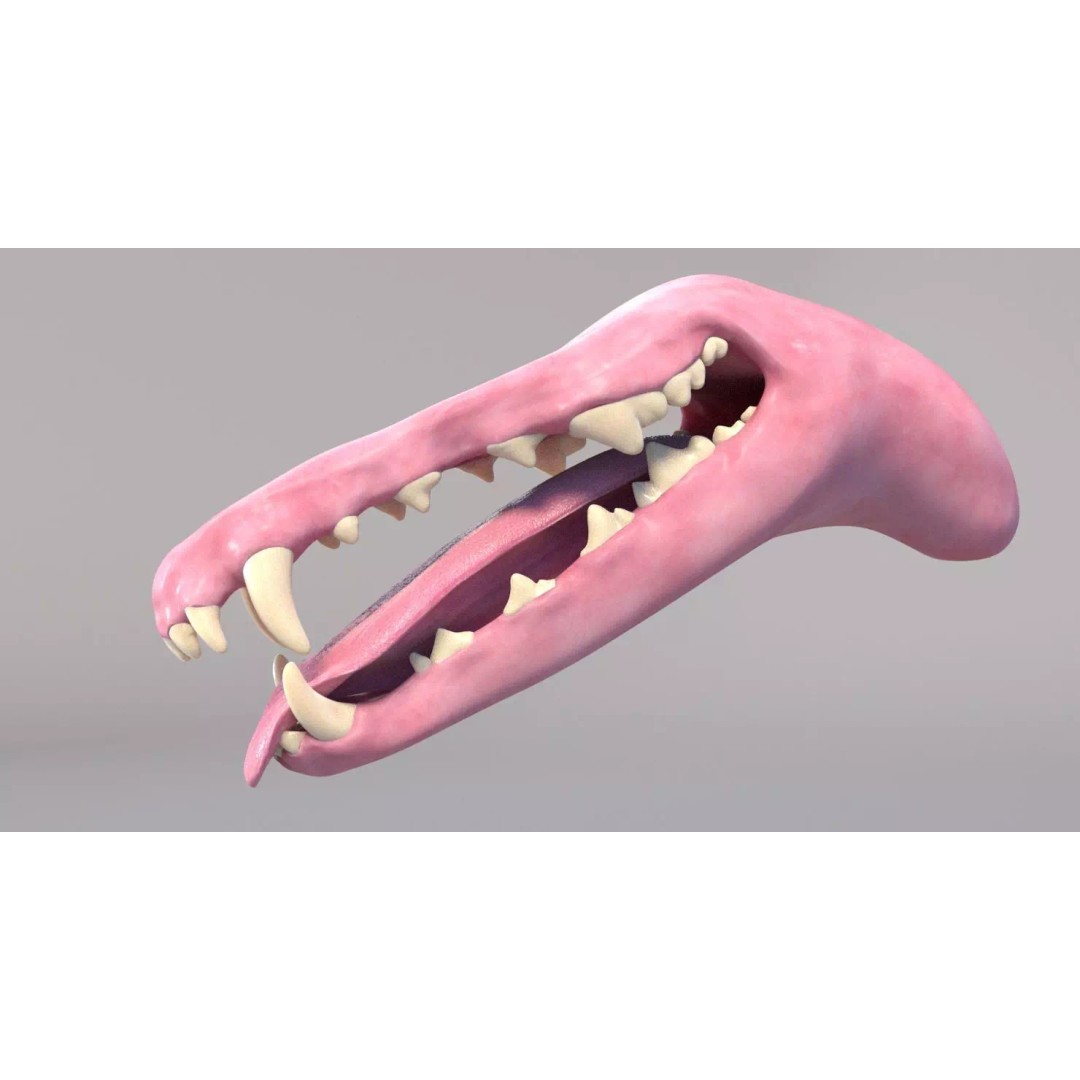 Spanish Greyhound 3D Model – Highly Detailed Realistic Pet, FBX - View 18