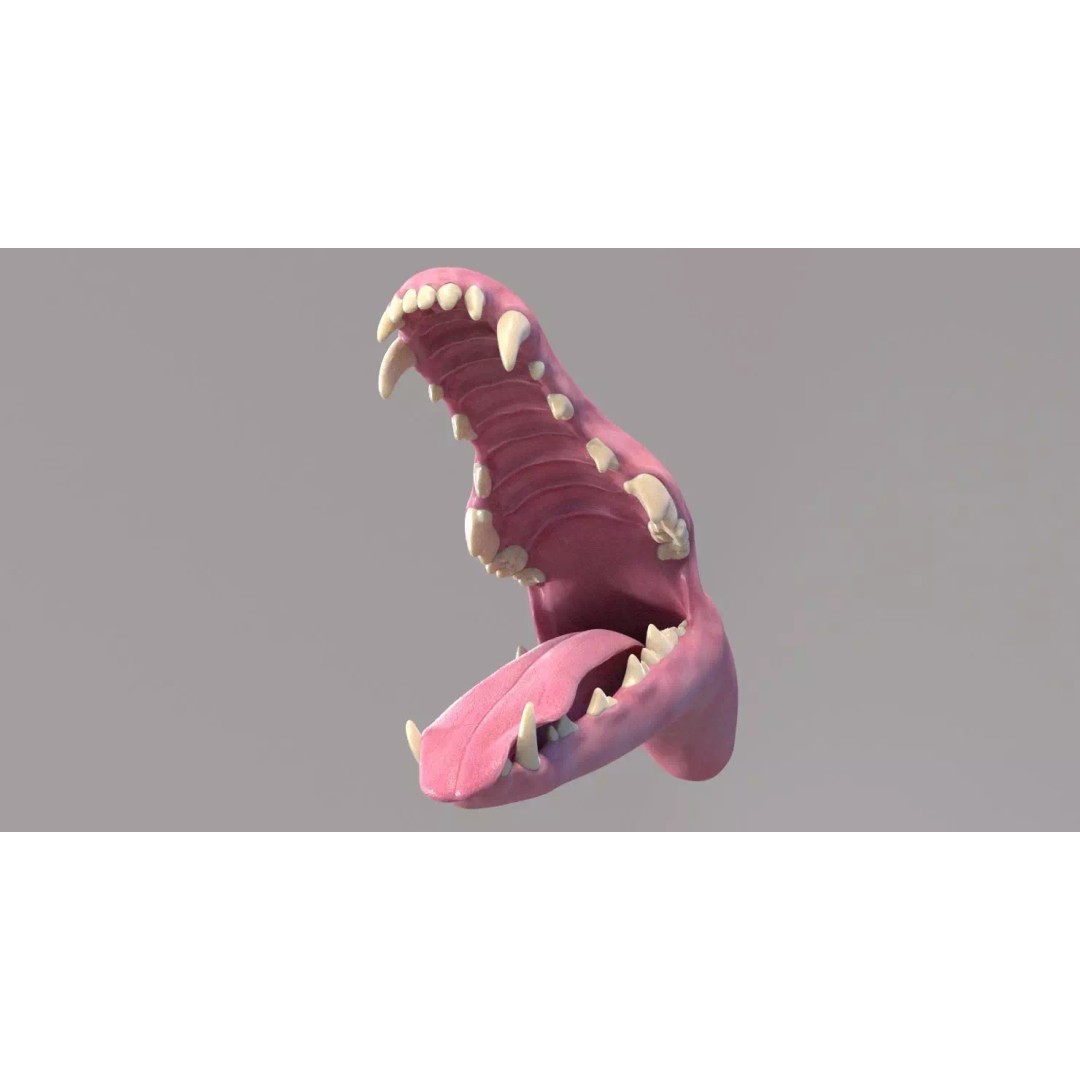 Spanish Greyhound 3D Model – Highly Detailed Realistic Pet, FBX - View 19