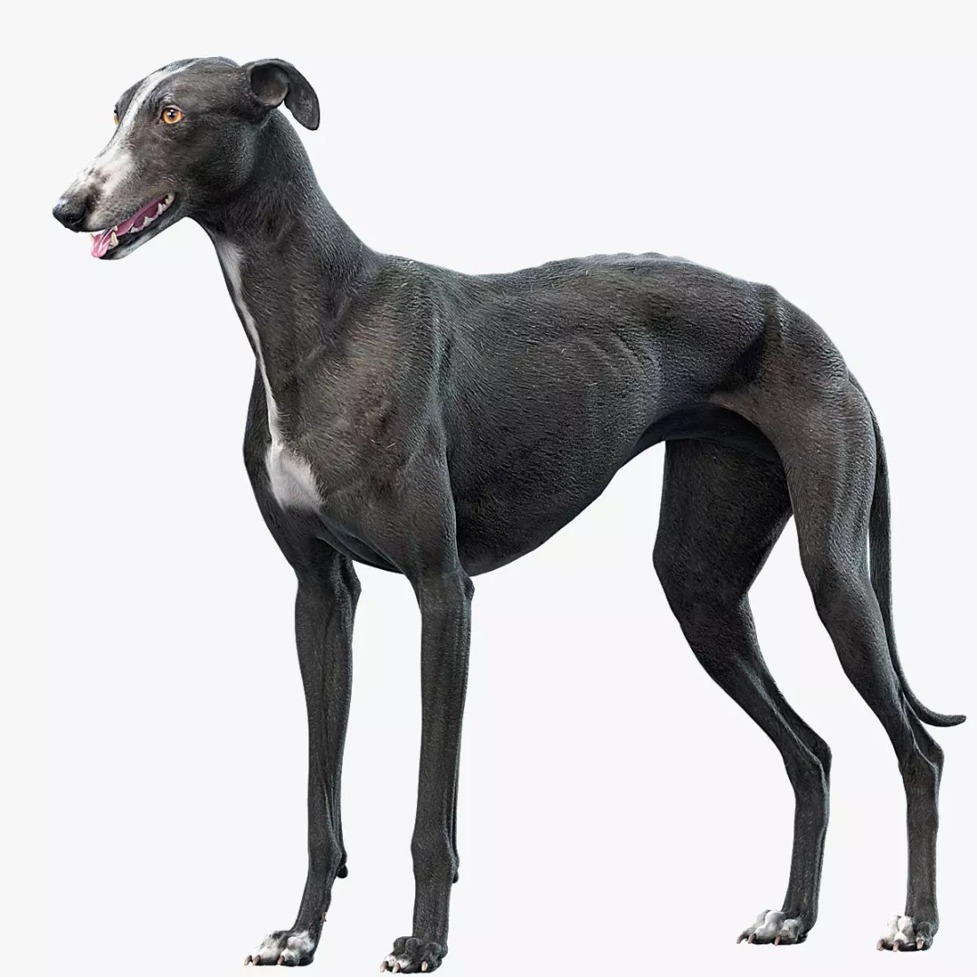 Spanish Greyhound 3D Model – Highly Detailed Realistic Pet, FBX - View 2