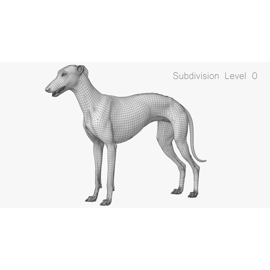 Spanish Greyhound 3D Model – Highly Detailed Realistic Pet, FBX - View 25