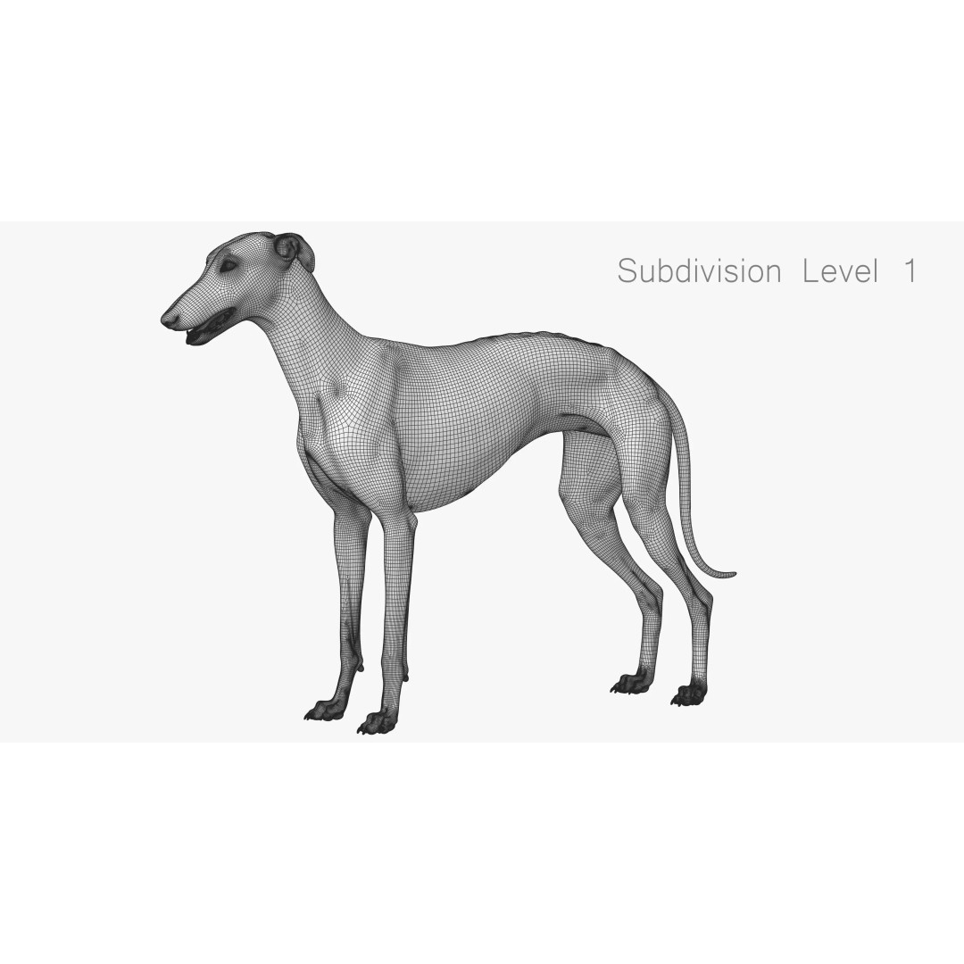 Spanish Greyhound 3D Model – Highly Detailed Realistic Pet, FBX - View 26